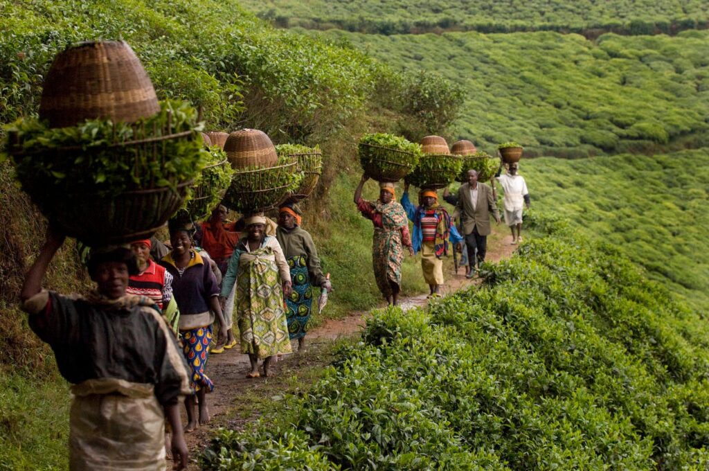 Fondasi Kesejahteraan Pertanian di Masyarakat Afrika