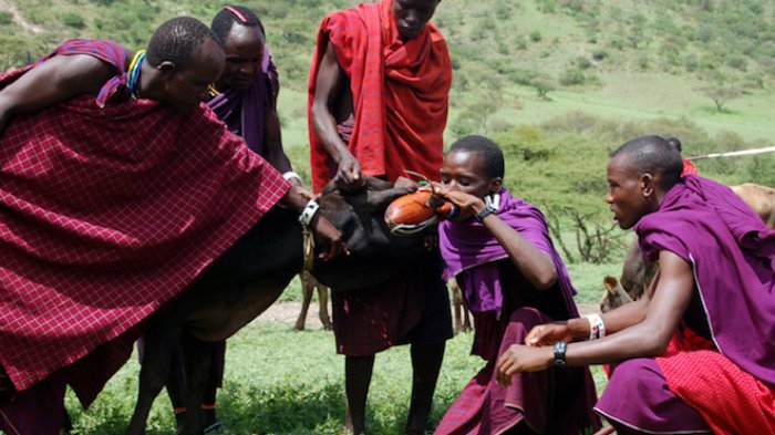Tradisi Meminum Darah Segar Sapi, Warisan Budaya Afrika